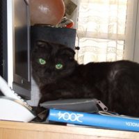 Photo #34225 de Frimousse