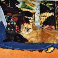 Photo #34231 de Frimousse