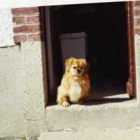 Photo #34357 de Voyou