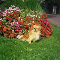 Photo #34363 de Voyou
