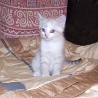 Photo #34393 de Capucin