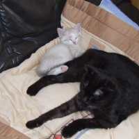 Photo #34399 de Capucin