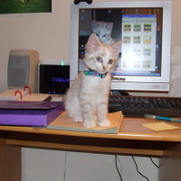 Photo #34405 de Capucin