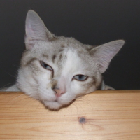 Photo #34411 de Capucin