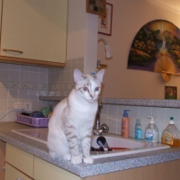 Photo #34417 de Capucin