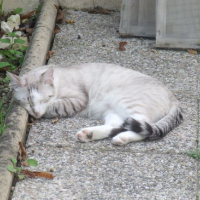 Photo #34423 de Capucin