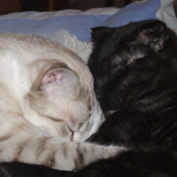 Photo #34429 de Capucin