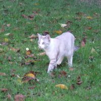 Photo #34435 de Capucin