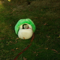 J'adore mon champi vert !