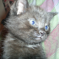 Photo #34615 de Opium