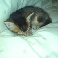 Photo #35041 de Youki