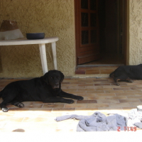 Photo #35383 de Rex