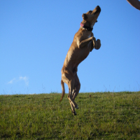 Photo #35491 de Baîco