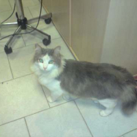 Photo #35671 de Patachon