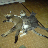 Photo #35857 de Sassie