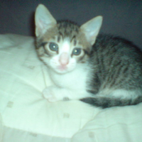 Photo #35863 de Sassie