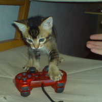 Photo #35911 de Youki