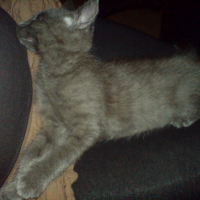 Photo #35977 de Canelle