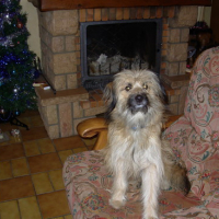 Photo #36721 de Voyou