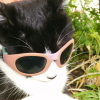 Photo #36871 de Cool