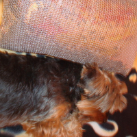 Photo #36895 de Unica