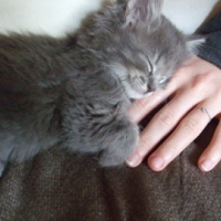 Photo #36949 de Luna