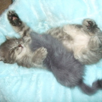 Photo #36961 de Luna