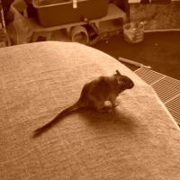 Photo #37099 de Boulette