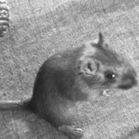 Photo #37105 de Boulette