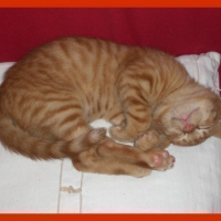 Photo #37399 de Guinness