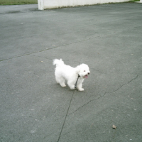 Photo #37879 de Anis
