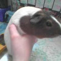 Photo #38377 de Loulou