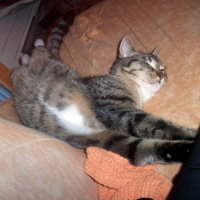 Photo #38395 de Totore
