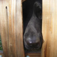 Photo #38605 de Vador