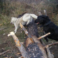 Photo #38611 de Vador