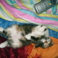 Photo #38725 de Caramel