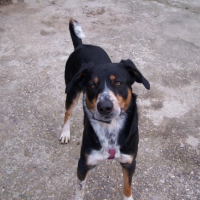 Photo #38791 de Atlan
