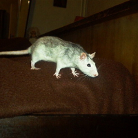 Photo #39223 de Shiva