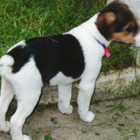 Photo #39253 de Roucky