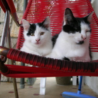 Photo #39397 de Leeloo