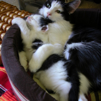 Photo #39403 de Leeloo