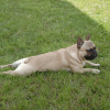 1er_Mai_2008_232