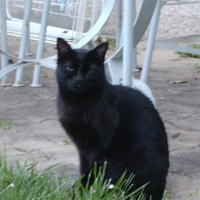 Photo #40813 de Cachou
