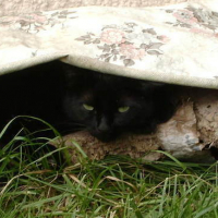 Photo #40825 de Cachou