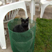 Photo #40831 de Cachou