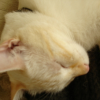 Photo #41161 de Pitchou