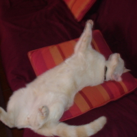Photo #41173 de Pitchou