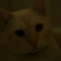 Photo #41179 de Pitchou
