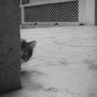 Photo #41221 de C'kotin