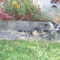 Photo #41227 de Junior